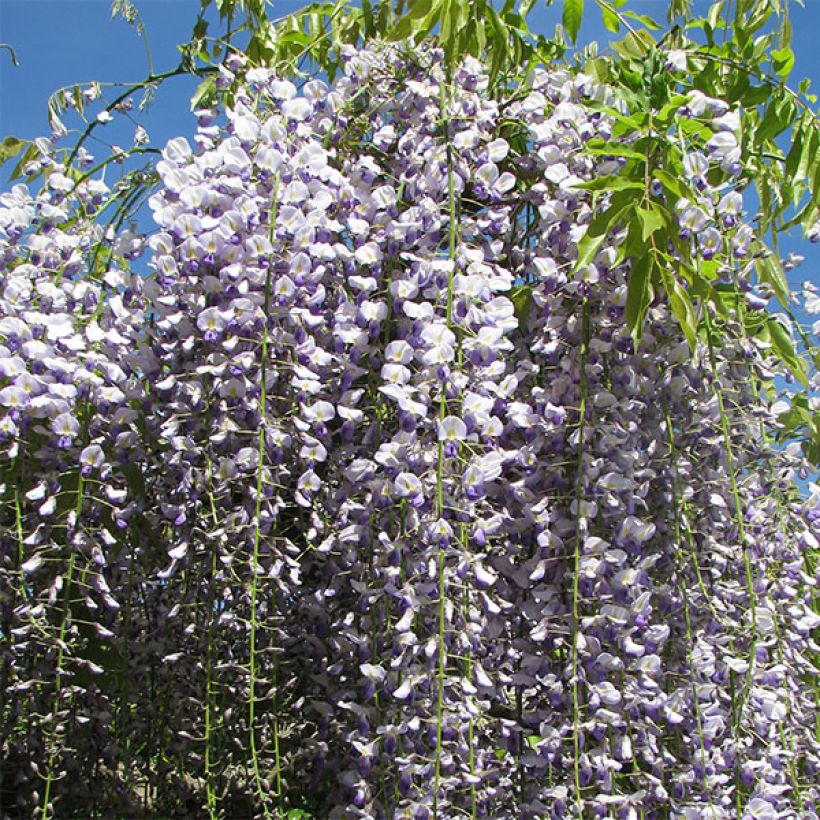 Wisteria floribunda Macrobotrys - Blauweregen (Bloei)