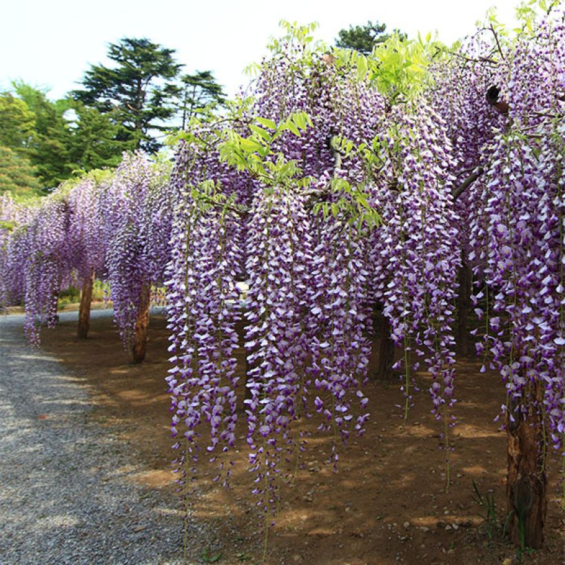 Wisteria floribunda Macrobotrys - Blauweregen (Groeiplaats)