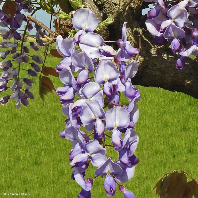 Wisteria sinensis Blue Line - Blauweregen (Bloei)