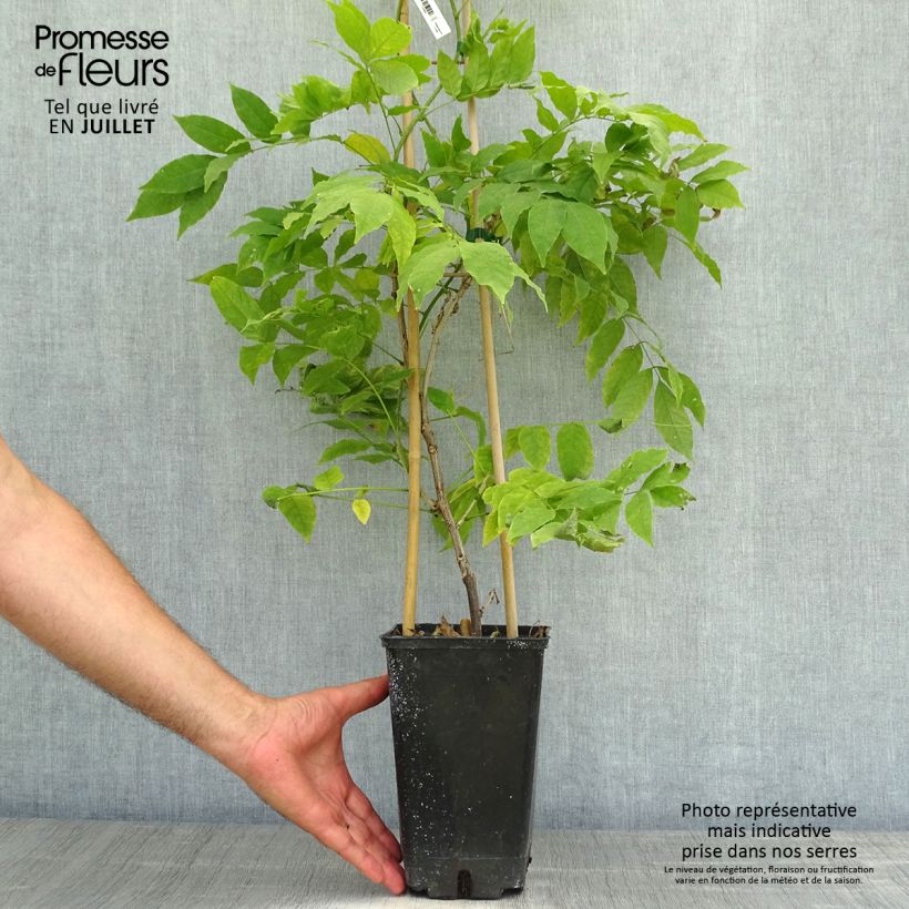 Exemplaar van Wisteria venusta Rosea - Blauwe regen Pot van 2 l/3 l zoals geleverd in de zomer