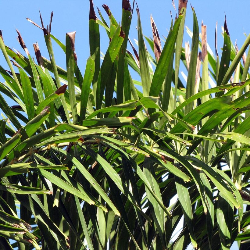Wodyetia bifurcata - Vossenstaartpalm (Blad)