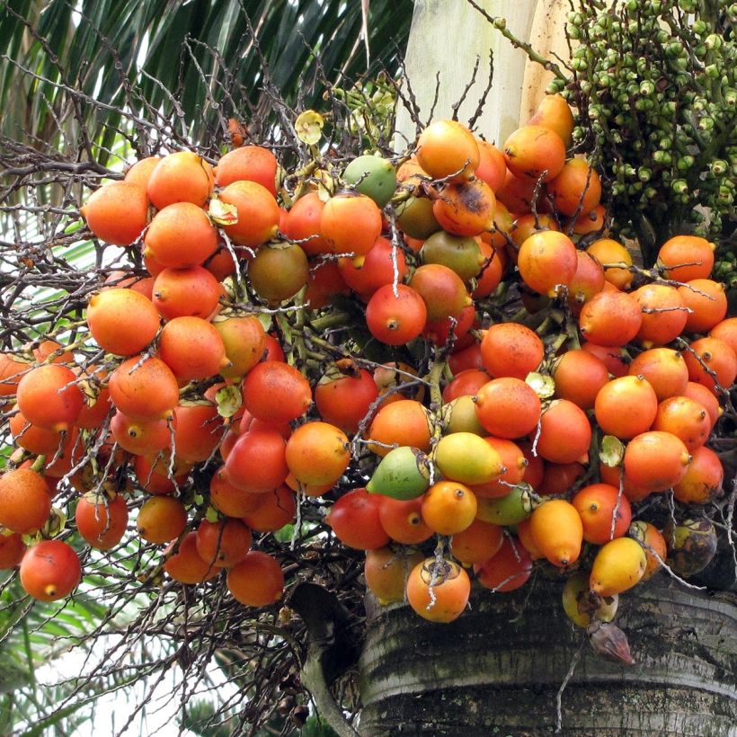 Wodyetia bifurcata - Vossenstaartpalm (Oogst)