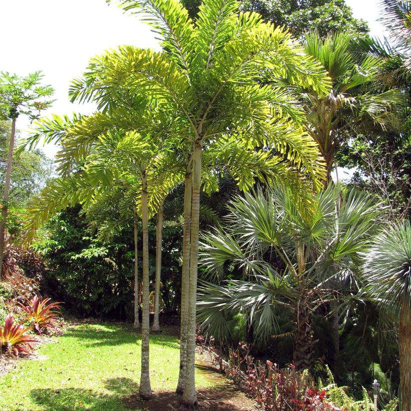 Wodyetia bifurcata - Vossenstaartpalm (Groeiplaats)