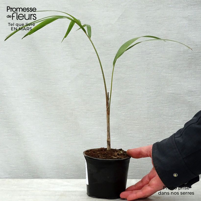 Exemplaar van Wodyetia bifurcata - Vossenstaartpalm Pot van 20 l/25 l zoals geleverd in de lente