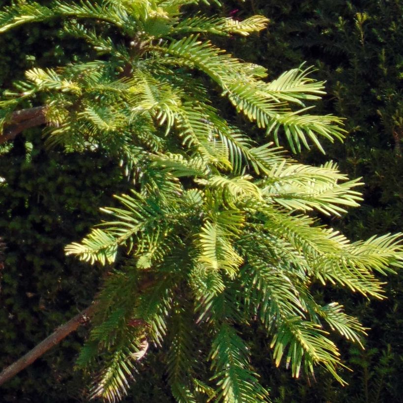 Wollemia nobilis - Wollemi-pijnboom (Blad)