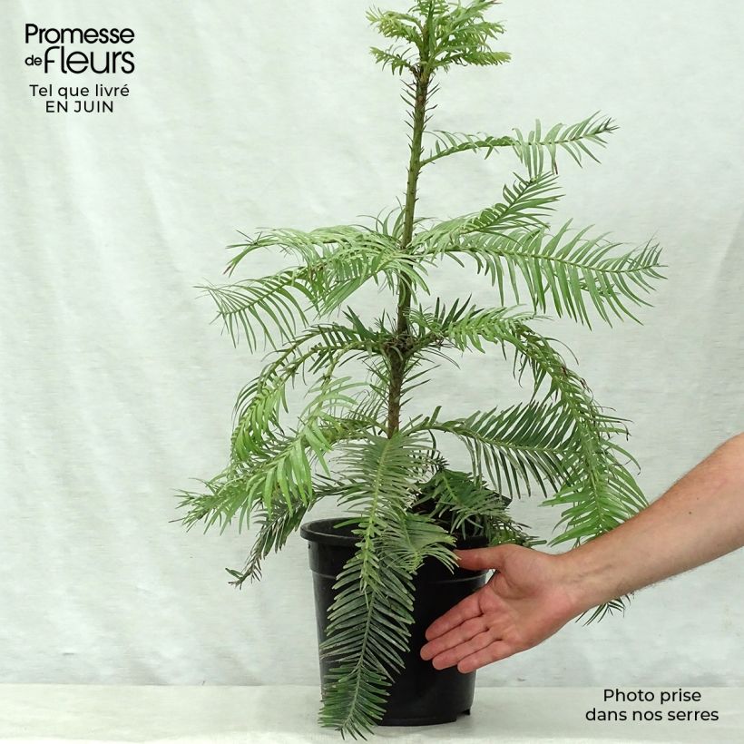 Exemplaar van Wollemia nobilis - Wollemi-pijnboom Pot van 6 l/7 l zoals geleverd in de zomer