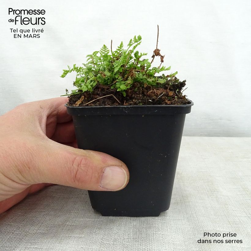 Exemplaar van Woodsia obtusa - Wimpervaren Kweekpotje van 8/9 cm zoals geleverd in de lente