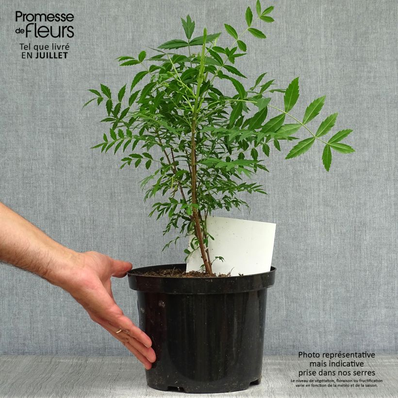 Exemplaar van Xanthoceras sorbifolium - Chinese kastanje Pot van 3 l/4 l zoals geleverd in de zomer