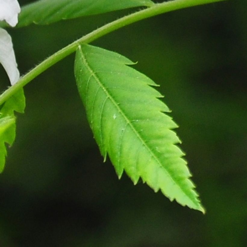 Xanthoceras sorbifolium - Chinese kastanje (Blad)