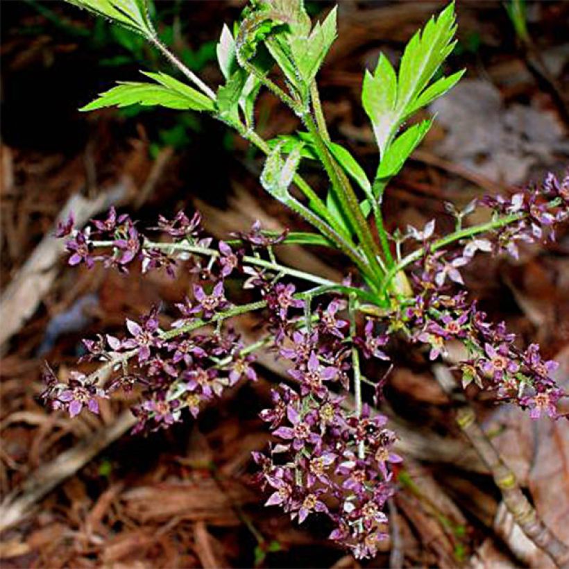 Xanthorhiza simplicissima (Bloei)