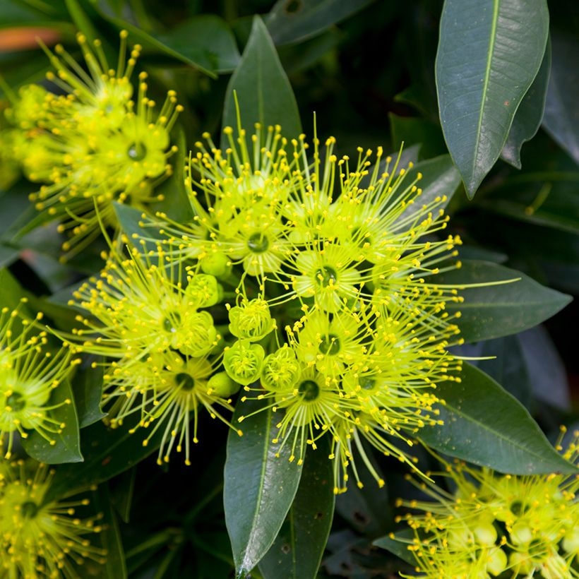 Xanthostemon chrysanthus (Bloei)