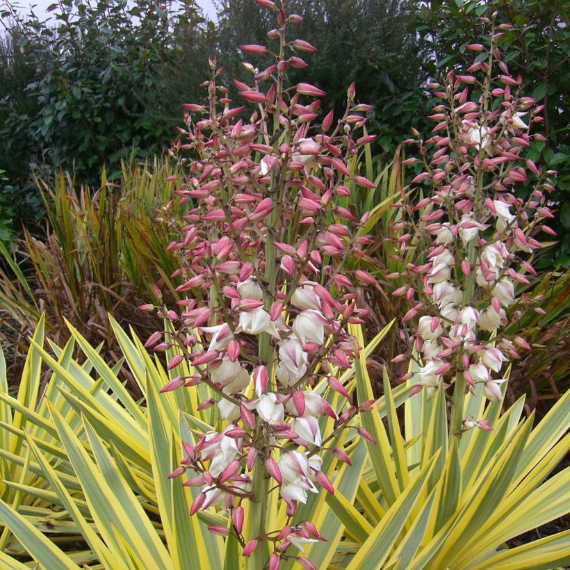 Yucca recurvifolia Bright Star Walbristar - Palmlelie (Bloei)