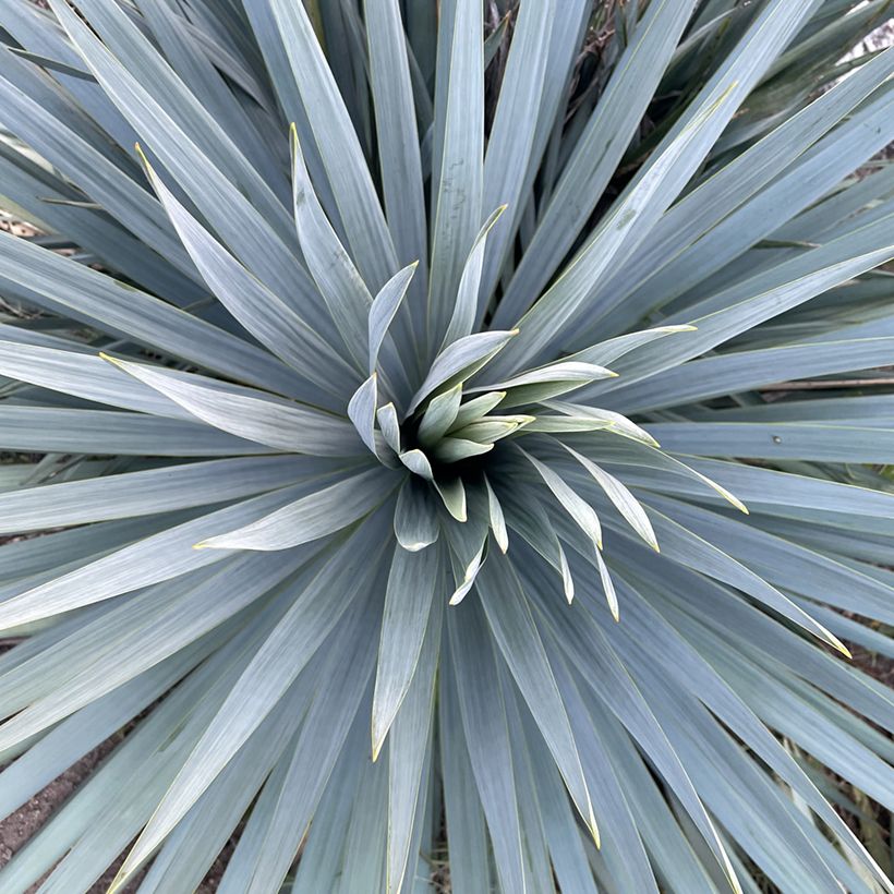 Yucca French Flag - Palmlelie (Blad)