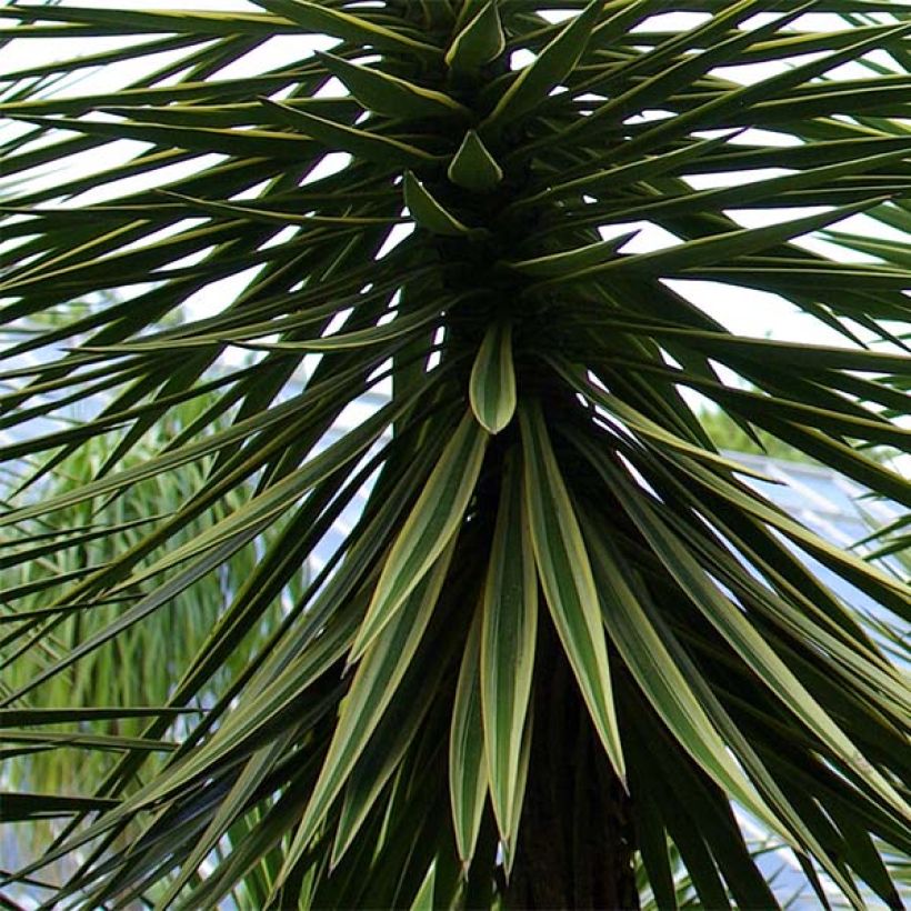 Yucca aloifolia - Spaanse bajonet (Blad)