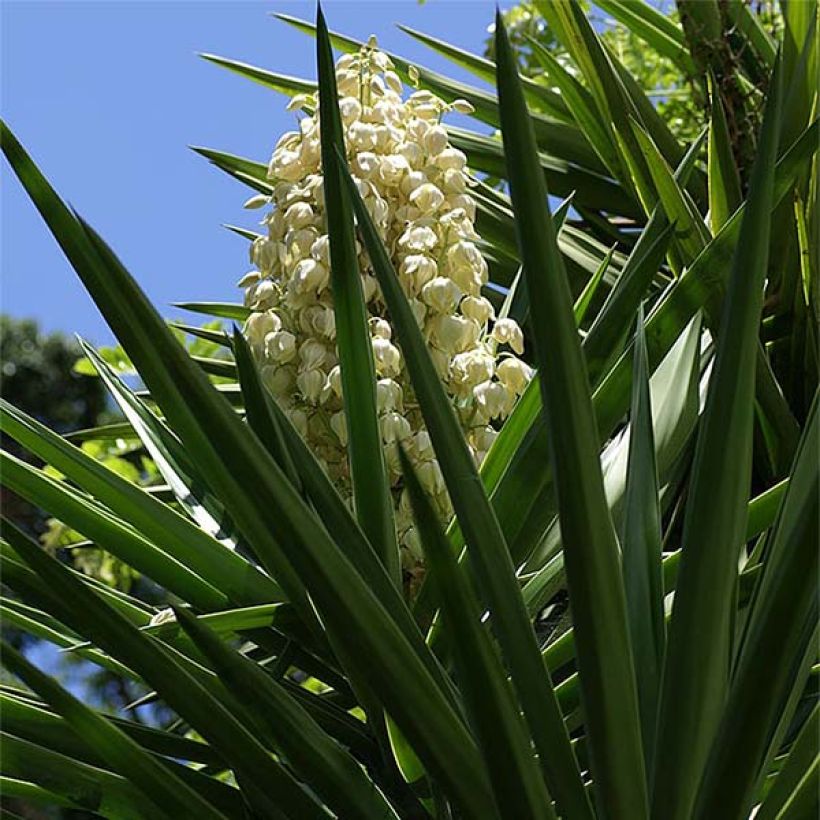 Yucca aloifolia - Spaanse bajonet (Bloei)