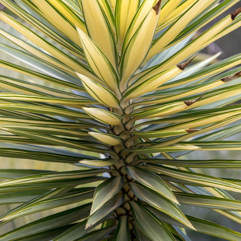 Yucca aloifolia Variegata - Spaanse bajonet (Foliage)