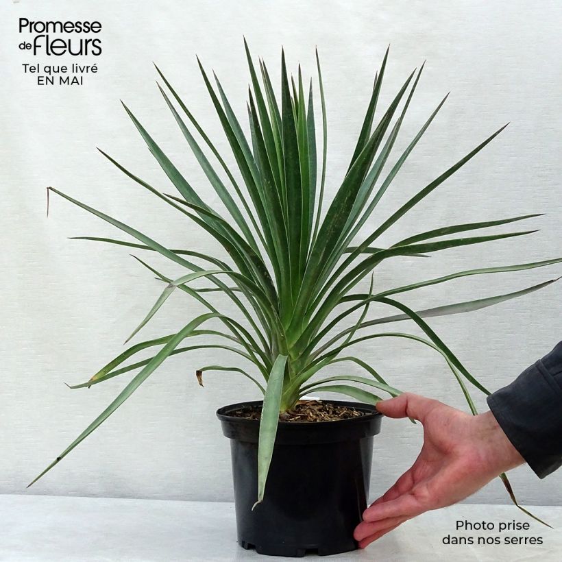 Exemplaar van Yucca aloifolia - Spaanse bajonet Pot van 2 l/3 l zoals geleverd in de lente