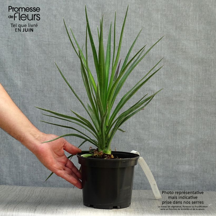Exemplaar van Yucca aloifolia - Spaanse bajonet Pot van 2 l/3 l zoals geleverd in de zomer