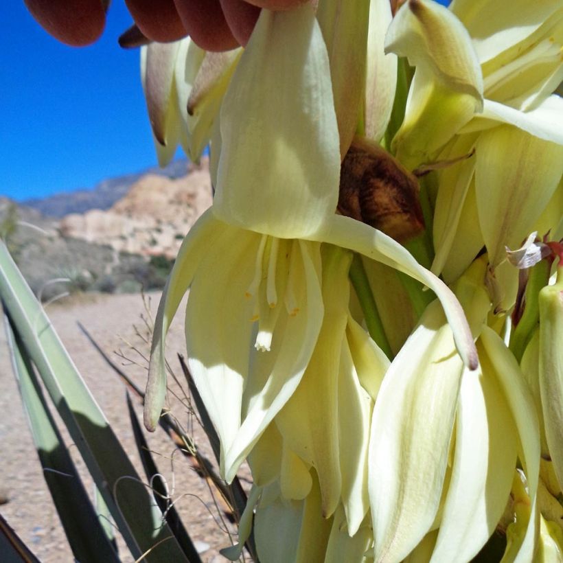 Yucca baccata - Palmlelie (Bloei)