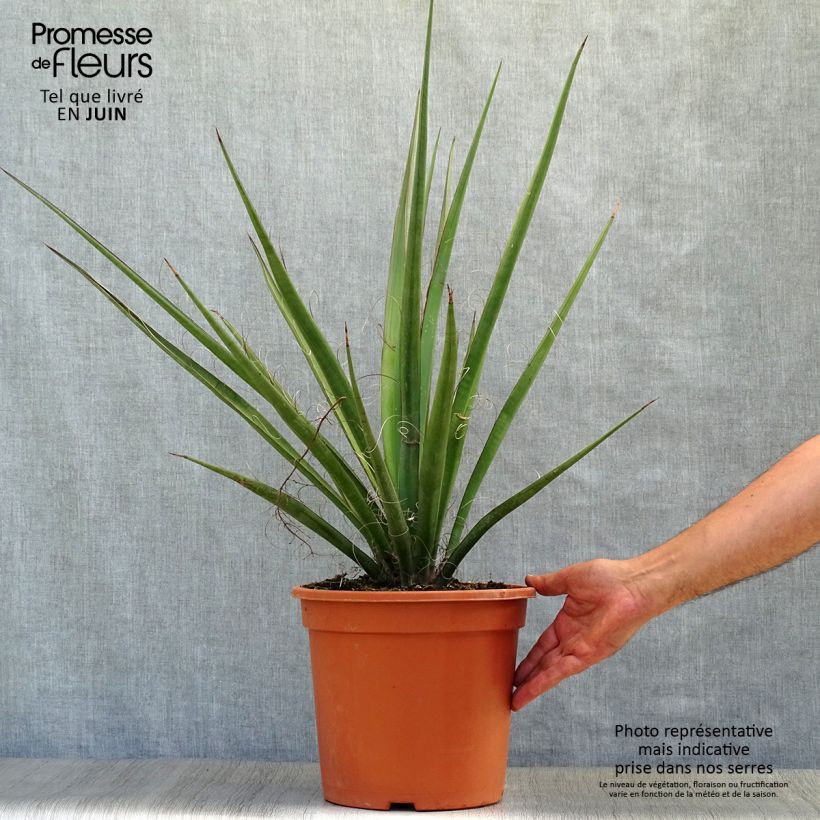 Exemplaar van Yucca baccata - Palmlelie Pot van 7,5 l/10 l zoals geleverd in de zomer