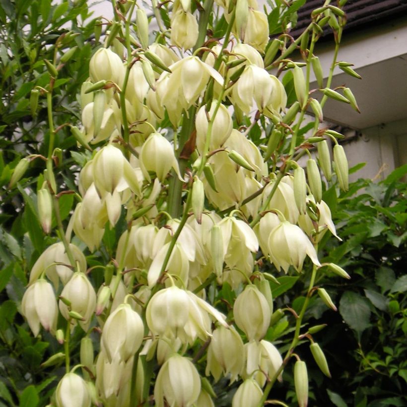 Yucca elephantipes Jewel - Palmlelie (Bloei)