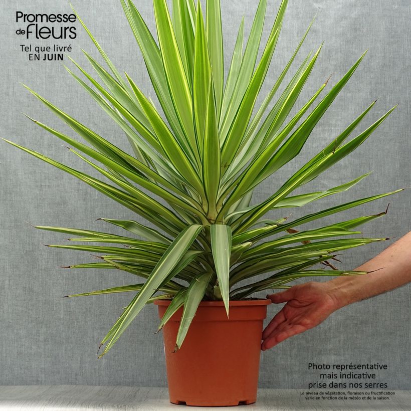 Exemplaar van Yucca elephantipes Jewel - Palmlelie Pot van 7,5 l/10 l zoals geleverd in de zomer