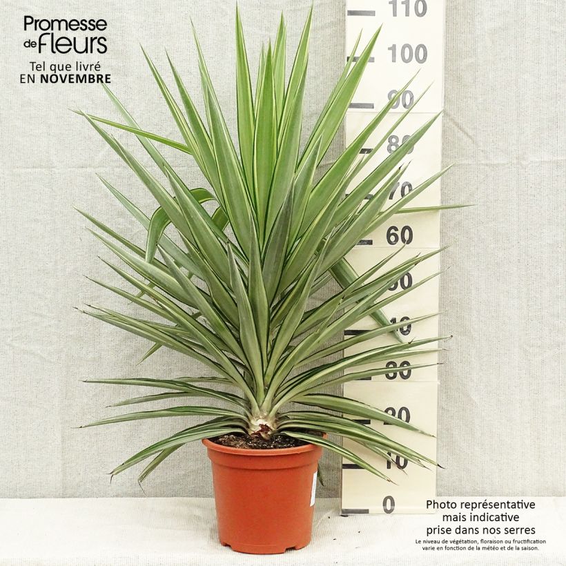 Exemplaar van Yucca elephantipes Jewel - Palmlelie Pot van 7,5 l/10 l zoals geleverd in de herfst