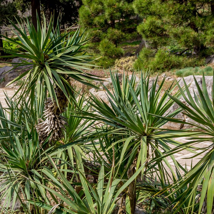 Yucca elephantipes - Palmlelie (Blad)