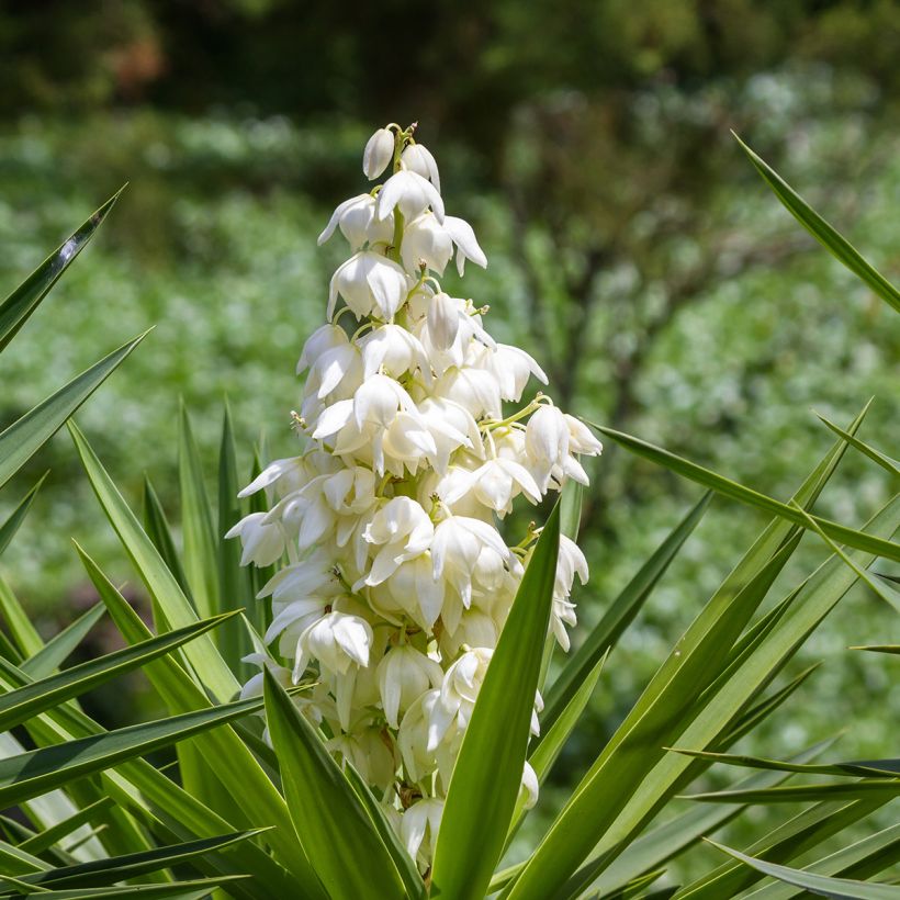 Yucca elephantipes - Palmlelie (Bloei)