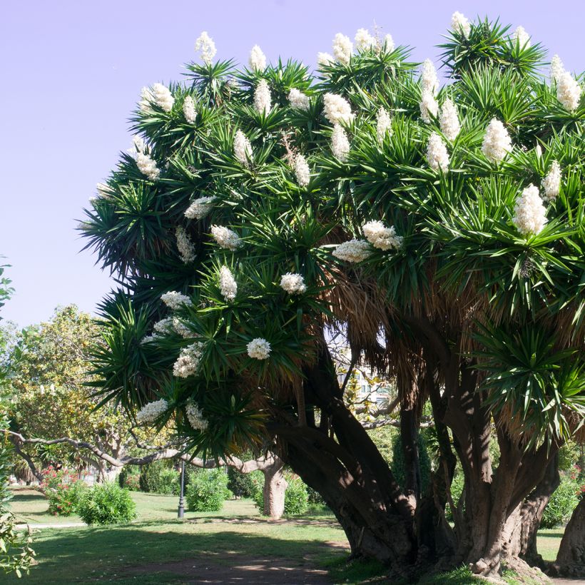 Yucca elephantipes - Palmlelie (Groeiplaats)