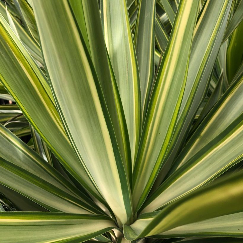 Yucca elephantipes Jewel - Palmlelie (Blad)