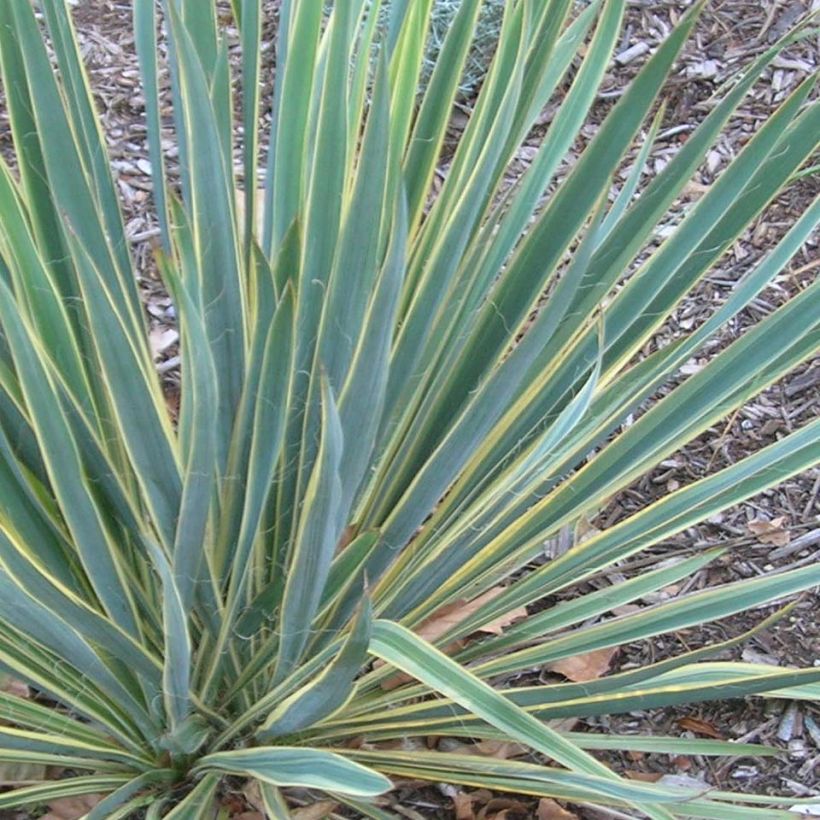 Yucca filamentosa Bright Edge - Palmlelie (Blad)
