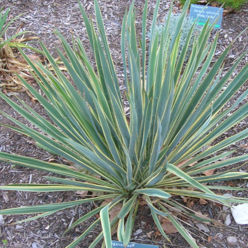 Yucca filamentosa Bright Edge - Palmlelie (Groeiplaats)