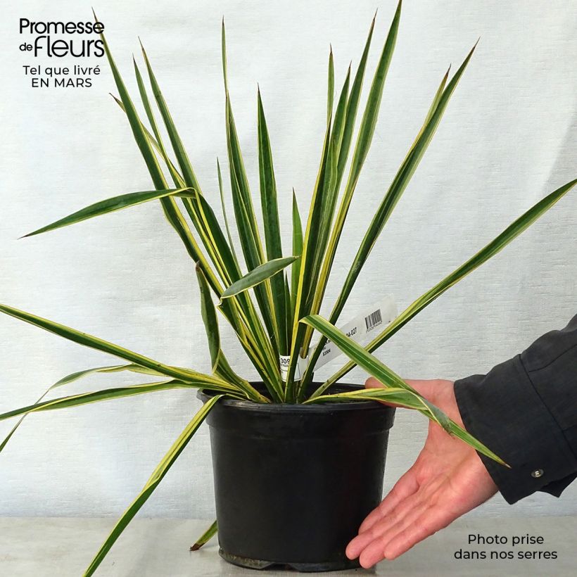 Exemplaar van Yucca filamentosa Bright Edge - Palmlelie Pot van 2 l/3 l zoals geleverd in de lente