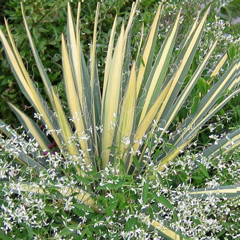 Yucca filamentosa Colour Guard - Palmlelie (Blad)