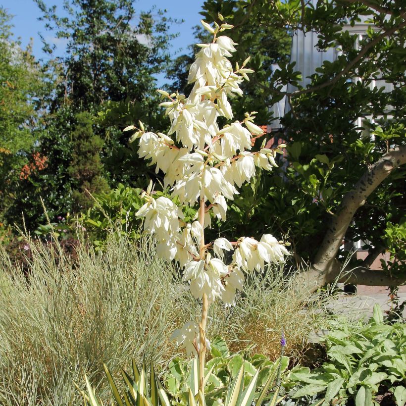 Yucca filamentosa Colour Guard - Palmlelie (Bloei)