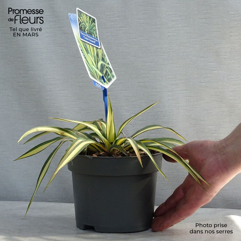 Exemplaar van Yucca filamentosa Colour Guard - Palmlelie Pot van 2 l/3 l zoals geleverd in de lente