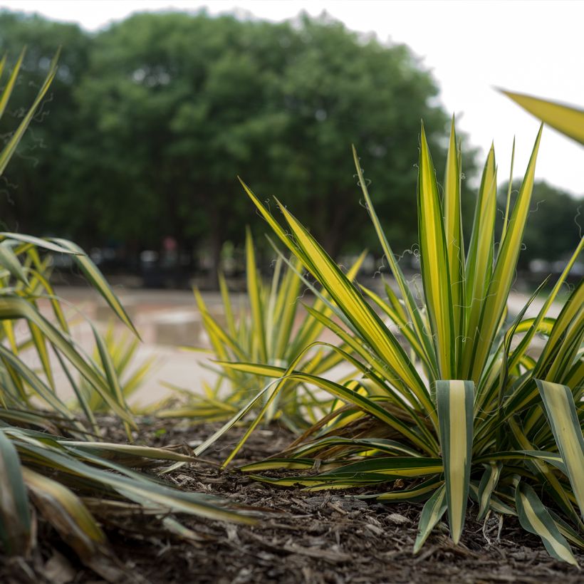 Yucca filamentosa Colour Guard - Palmlelie (Groeiplaats)