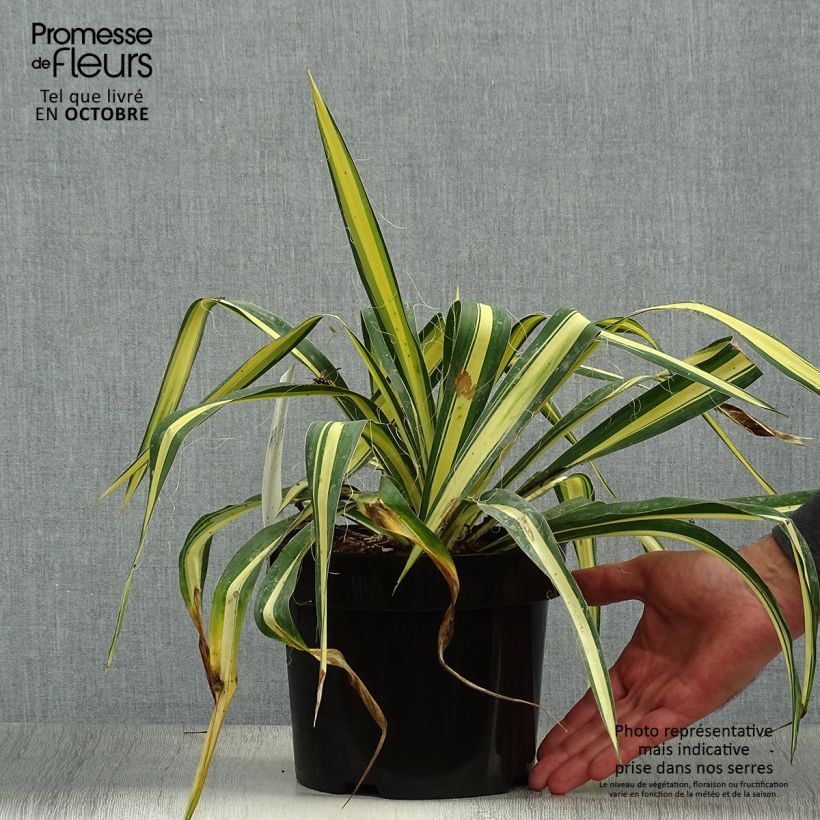Exemplaar van Yucca filamentosa Colour Guard - Palmlelie Pot van 2 l/3 l zoals geleverd in de herfst