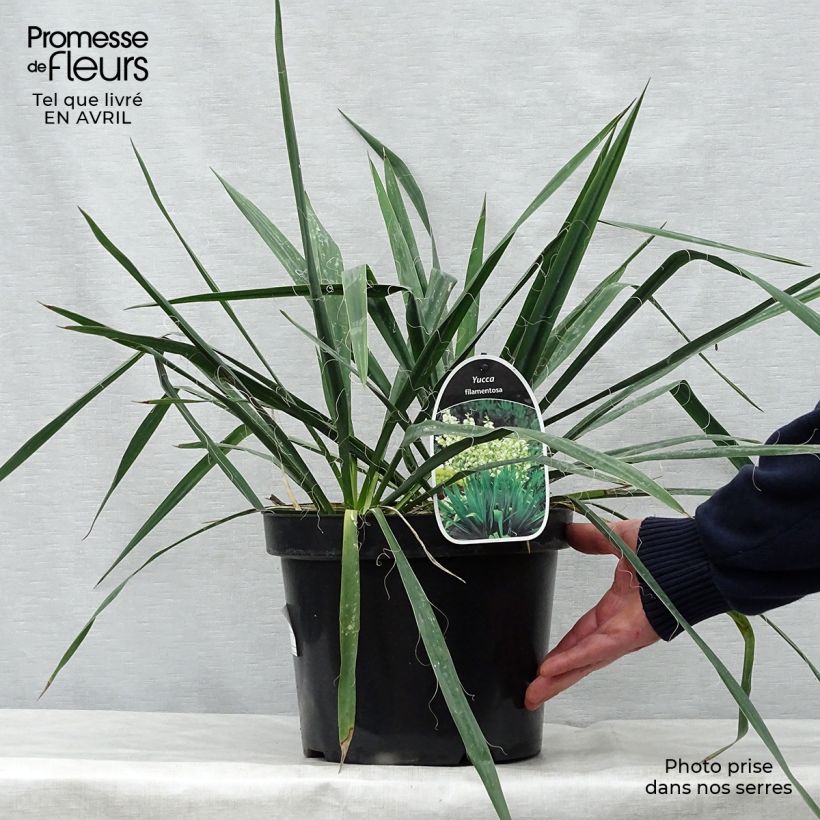 Example of Yucca filamentosa - Palmlelie Pot van 6 l/7 l as you get in printemps