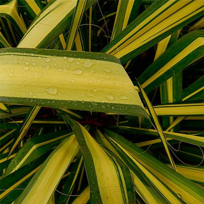 Yucca flaccida Golden Sword - Palmlelie (Blad)