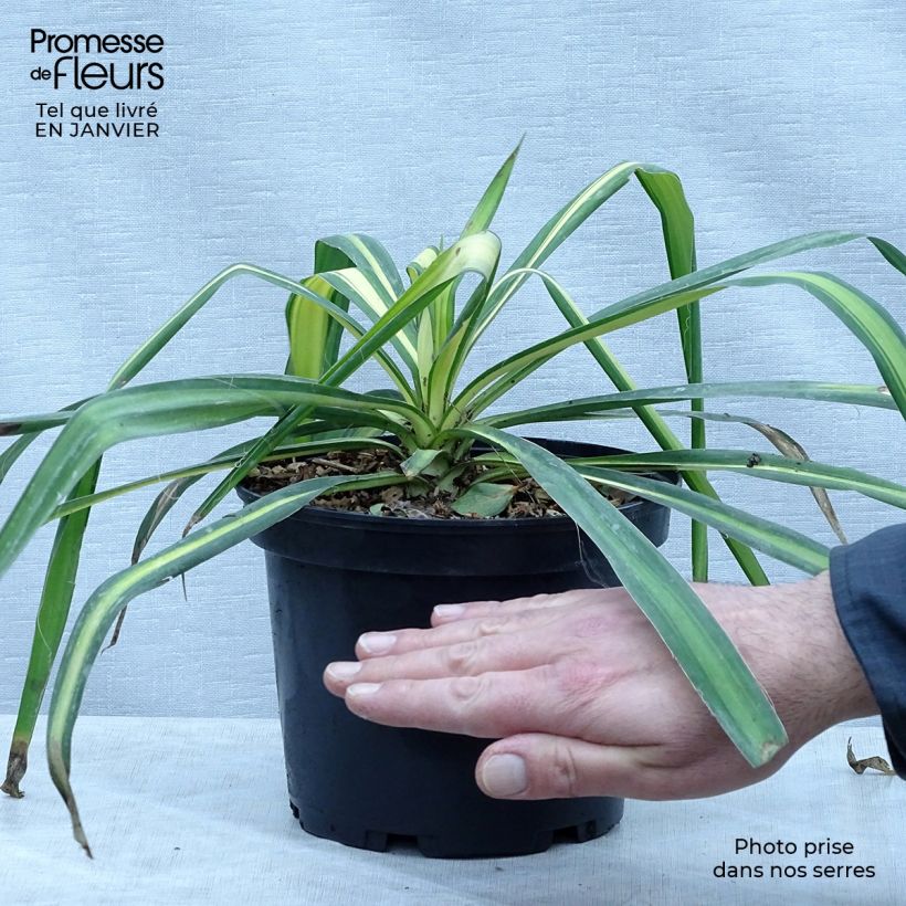 Exemplaar van Yucca flaccida Golden Sword - Palmlelie Pot van 2 l/3 l zoals geleverd in de winter