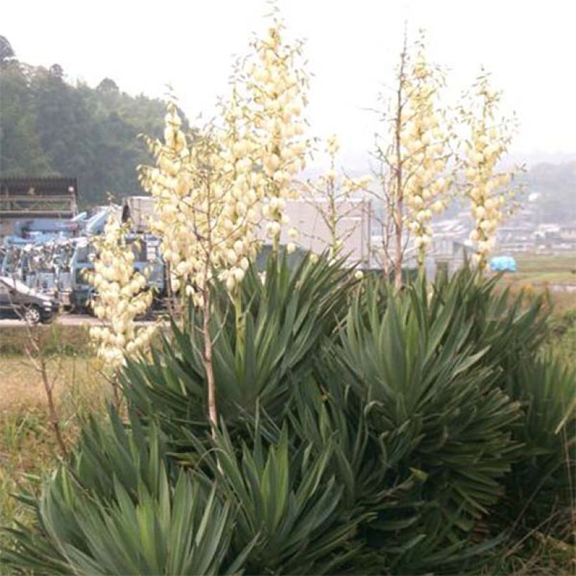 Yucca gloriosa - Palmlelie (Groeiplaats)