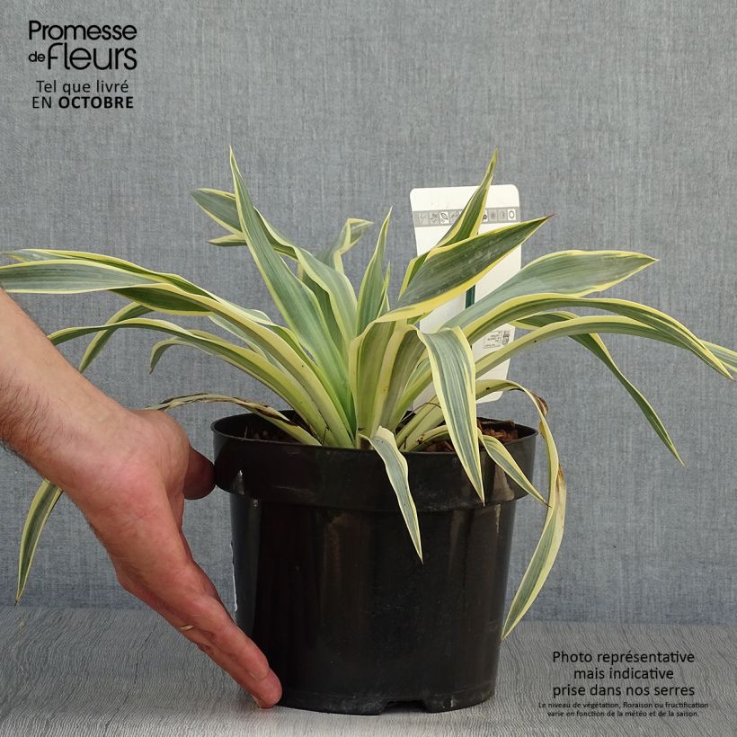 Exemplaar van Yucca gloriosa Citrus twist - Palmlelie Pot van 2 l/3 l zoals geleverd in de herfst