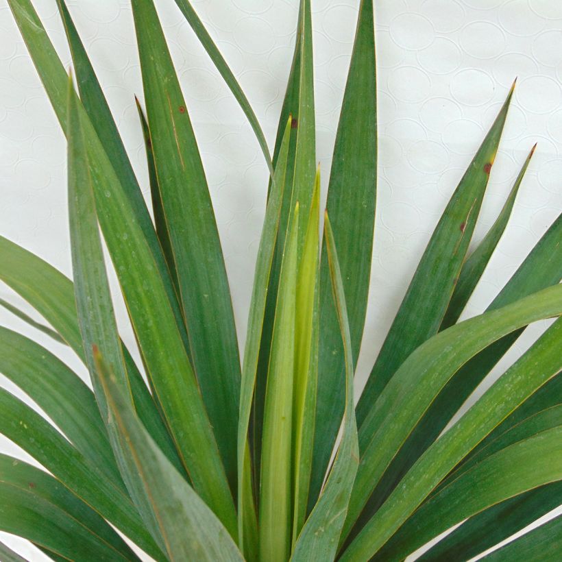 Yucca gloriosa - Palmlelie (Blad)