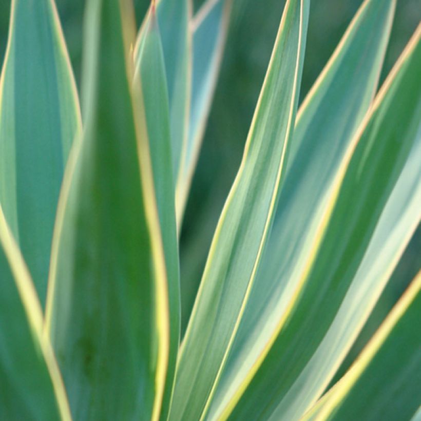 Yucca gloriosa Variegata - Dague espagnole (Blad)