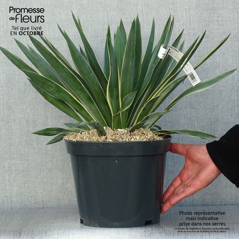Exemplaar van Yucca gloriosa Variegata - Dague espagnole Pot van 4 l/5 l zoals geleverd in de herfst