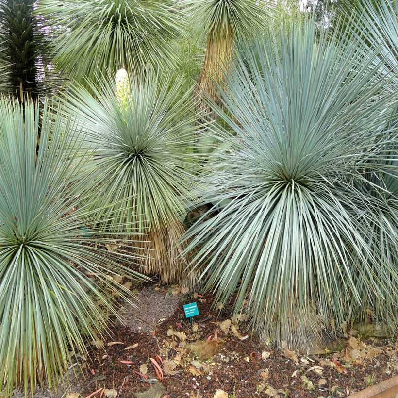 Yucca linearifolia - Palmlelie (Groeiplaats)