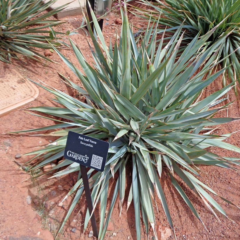 Yucca pallida - Palmlelie (Blad)