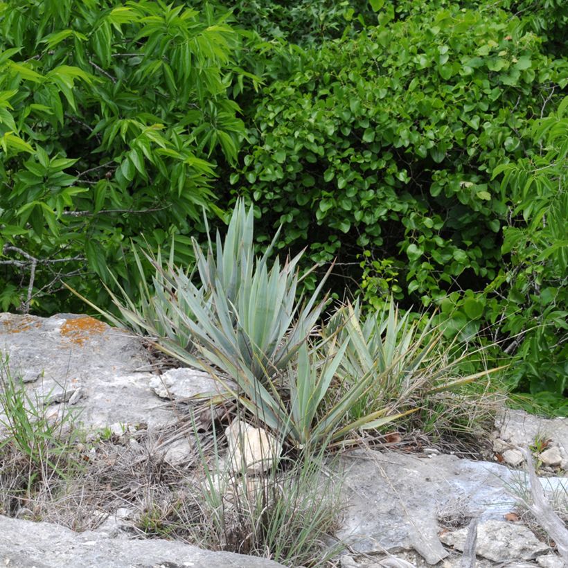 Yucca pallida - Palmlelie (Groeiplaats)